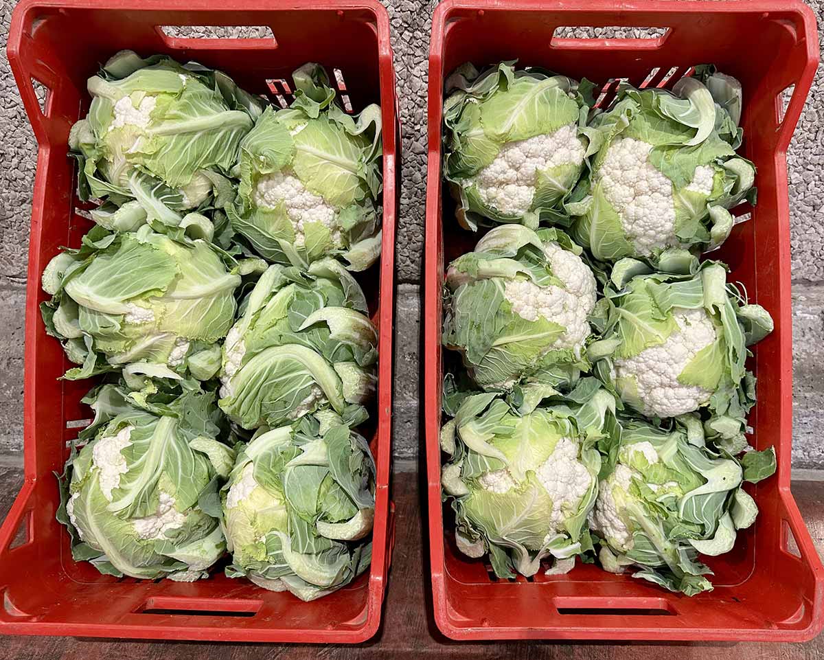 Cavolfiori, origine Lazio, 1,30/1,40 euro al chilo